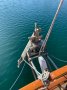 Herreshoff Nereia