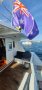Seahorse 52
