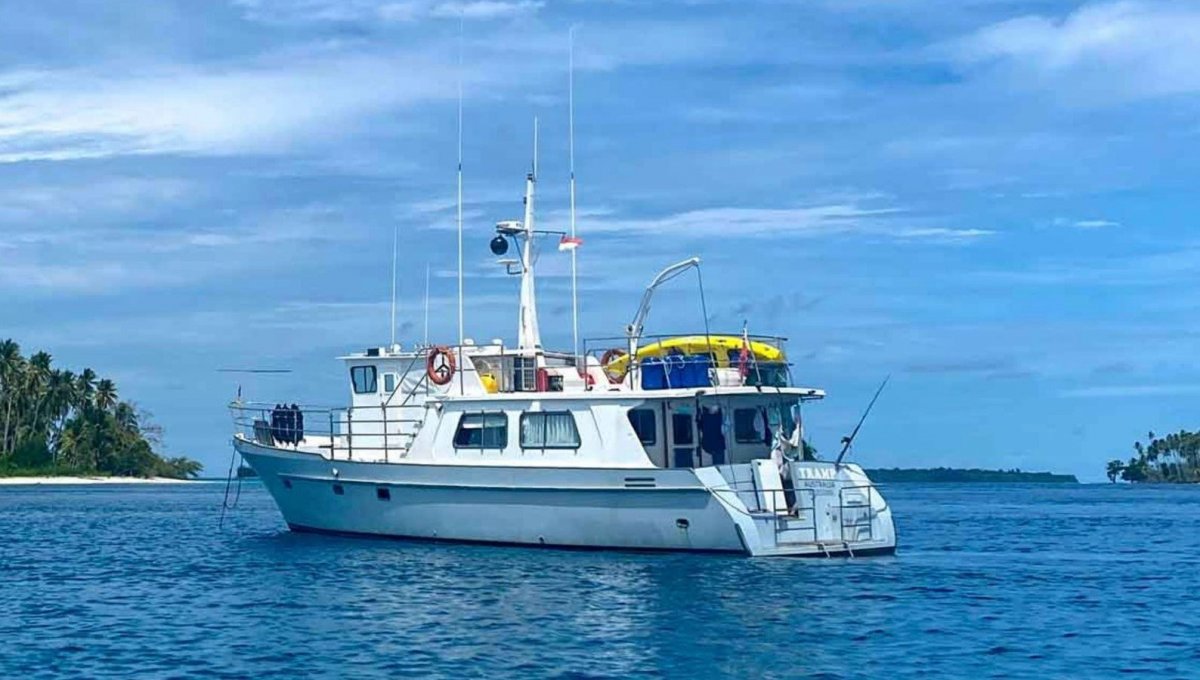 Seahorse 52