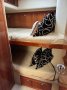 Riviera 47 Open Flybridge Series II