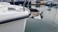 Sealine C330