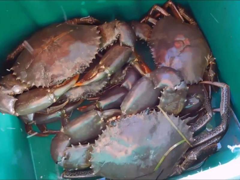 LSLease032 Mud Crab Package