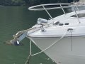 Sea Ray 270 Sundancer