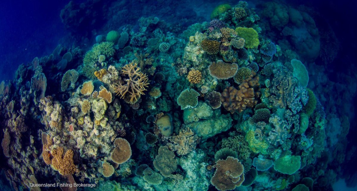 LS681 Coral Collecting Package For Sale