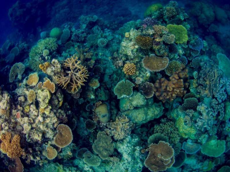 LS681 Coral Collecting Package For Sale