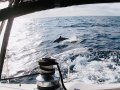 Beneteau Oceanis 440