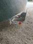 Vintage style wooden trailer-sailer