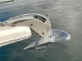 Riviera 34 Platinum Flybridge:New anchor