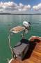 Jeanneau NC 37 - #067