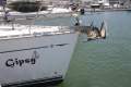 Jeanneau 43DS