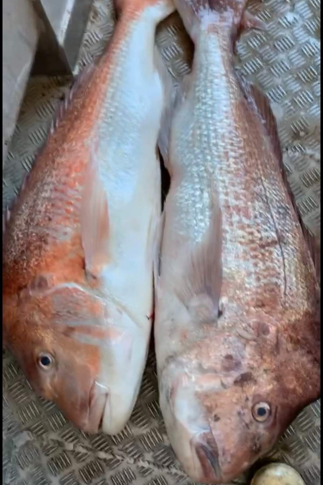 Marine Scalefish Fishery - 500 Snapper Units - Gulf St Vincent SA