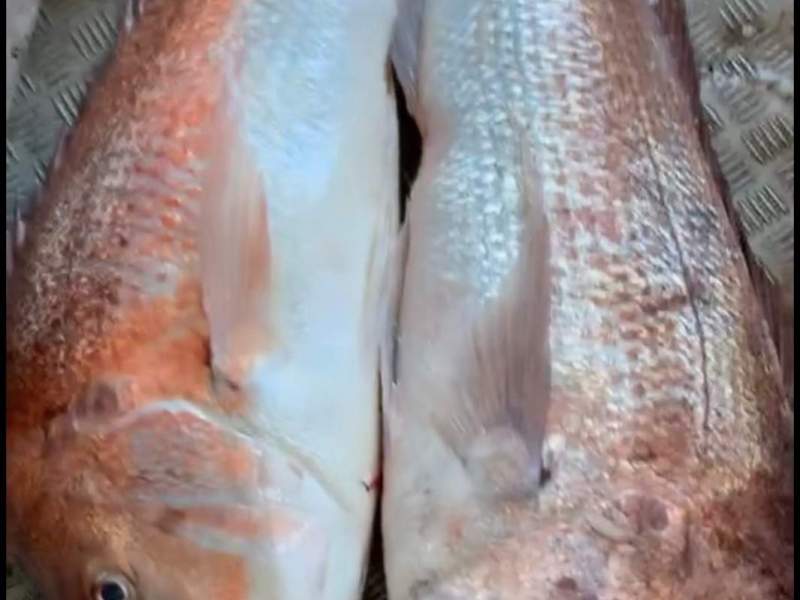 Marine Scalefish Fishery - 500 Snapper Units - Gulf St Vincent SA