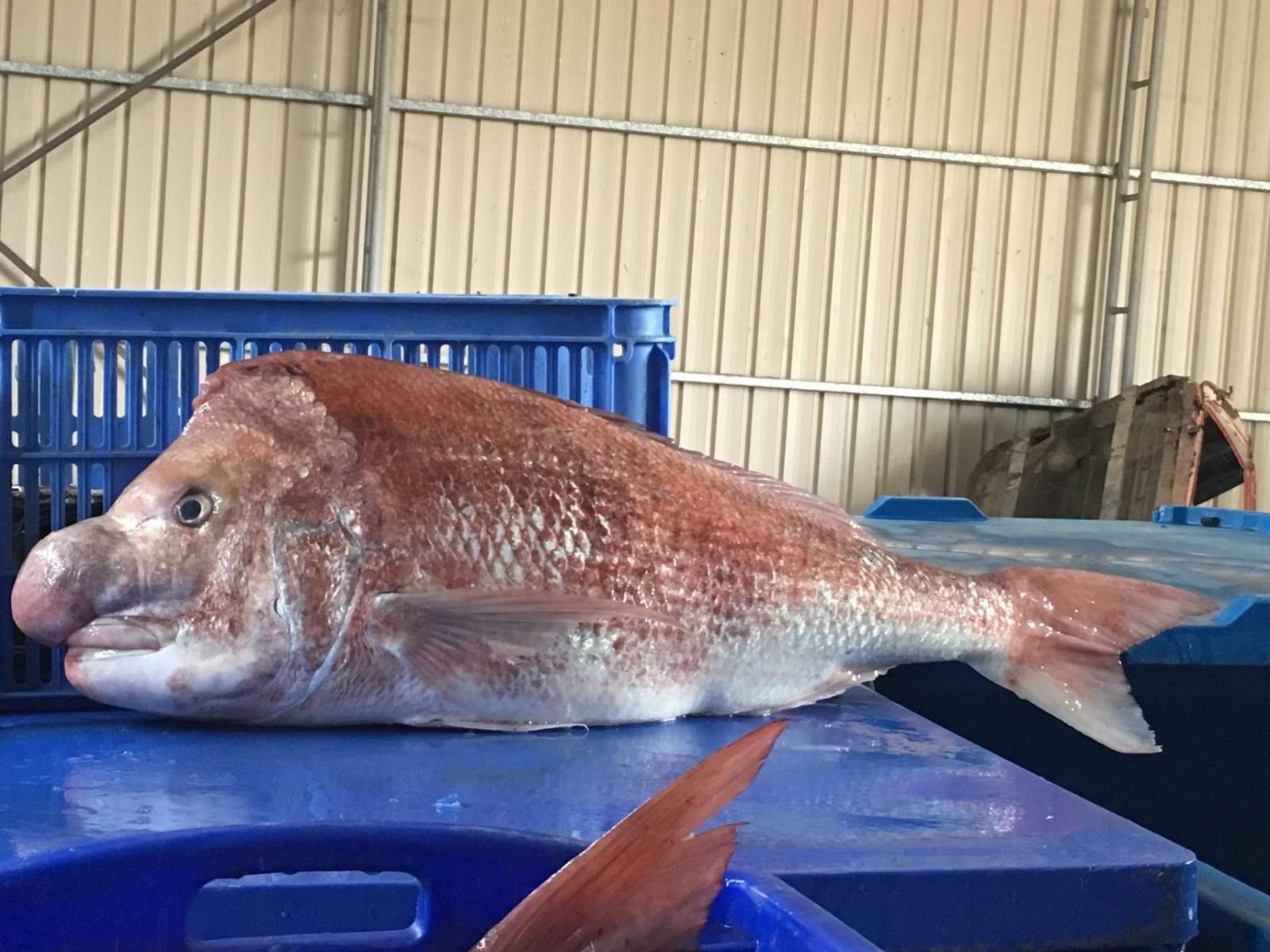 Marine Scalefish Fishery - 500 Snapper Units - Gulf St Vincent SA