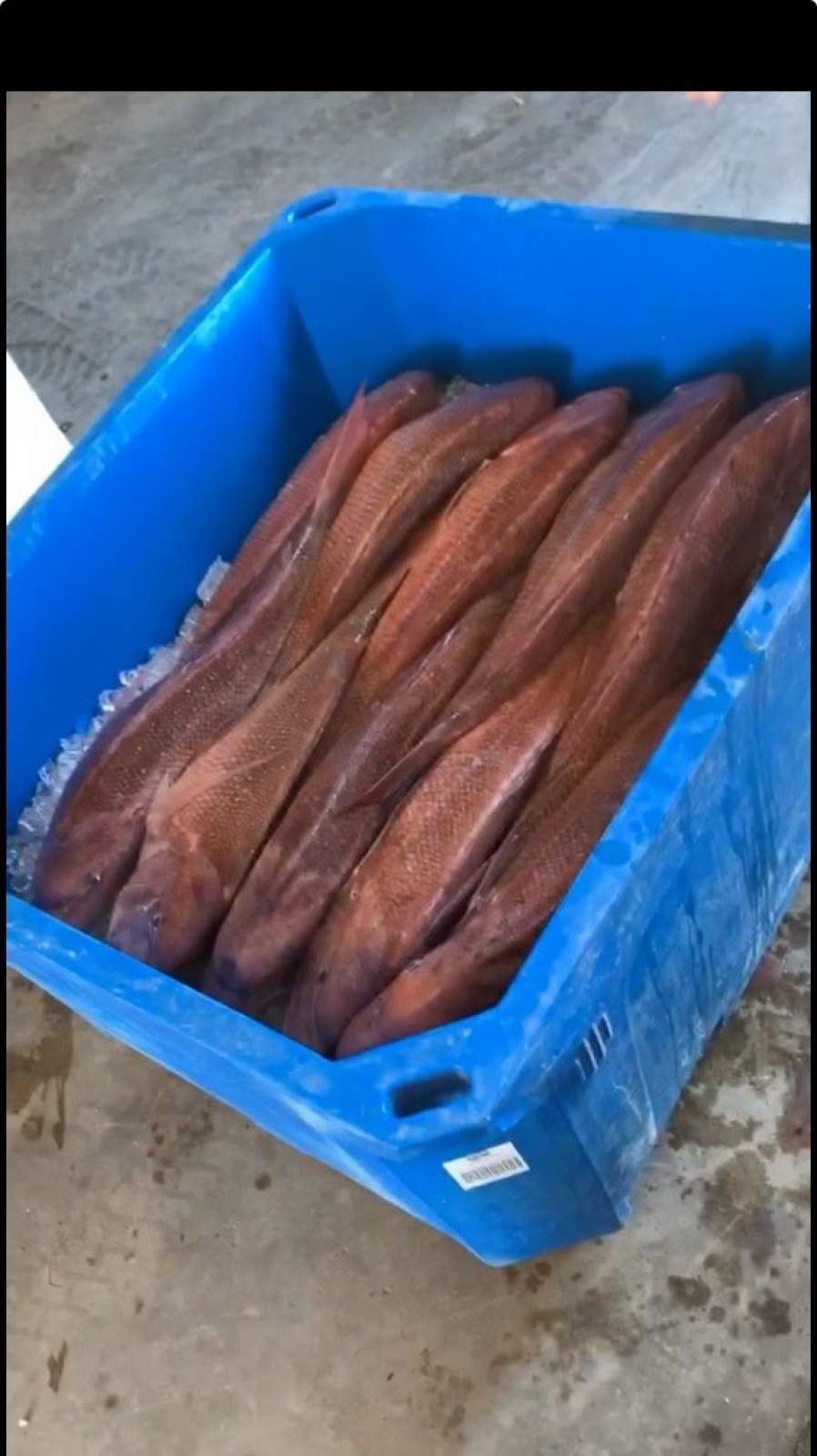 Marine Scalefish Fishery - 500 Snapper Units - Gulf St Vincent SA