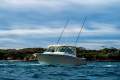 Grady-White Freedom 375
