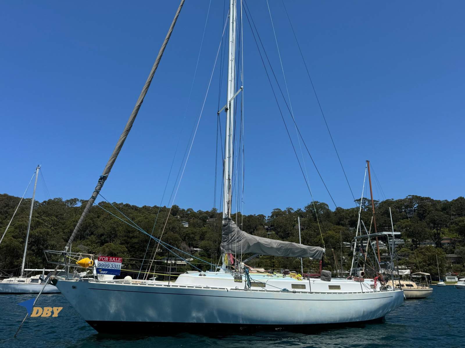 Cape Barren Goose 37