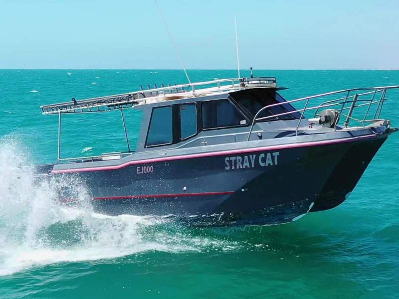 Cougar Cat 8.5