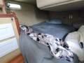 Bayliner 34 Flybridge