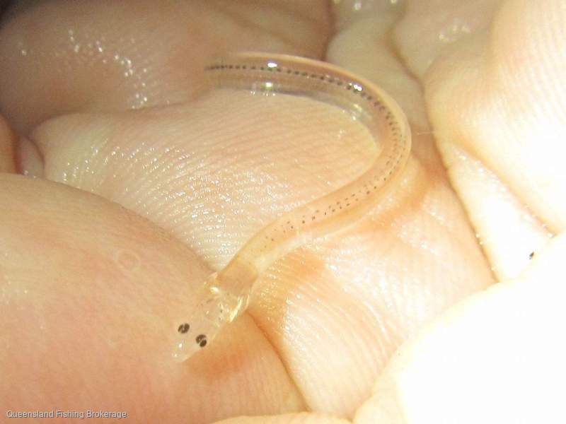 LS695 Queensland Juvenile Eel Licence