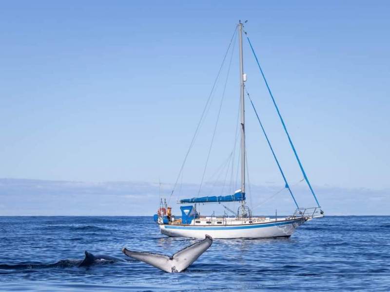 Fraser Cutter