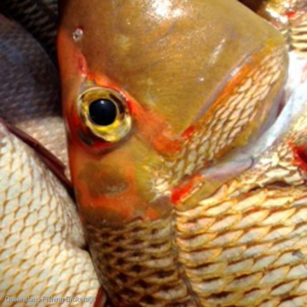 LS696 Queensland Multi-Species Licence