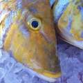 LS696 Queensland Multi-Species Licence