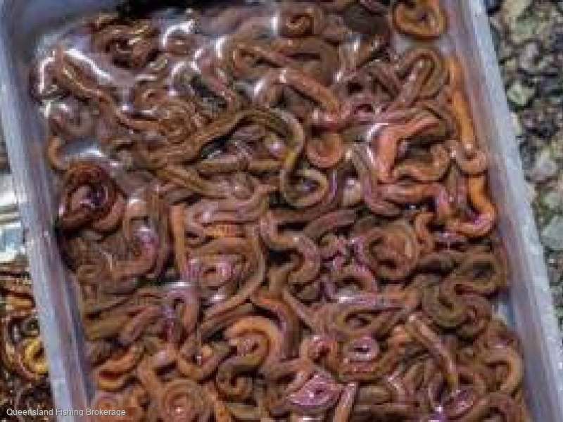 LS697 Blood Worm Licence