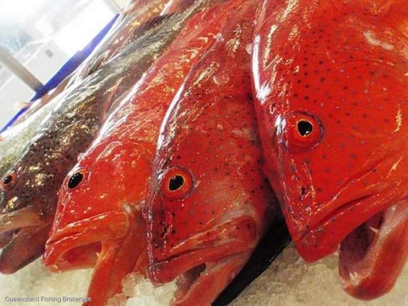 LS698 Reef Line Licence And Quota Package