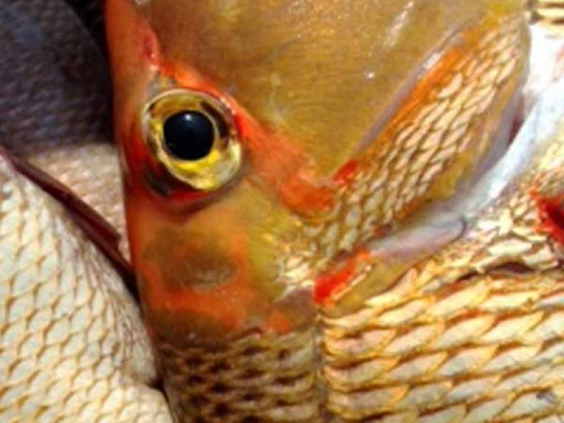 LS700 Line Fishing Licence For Sale