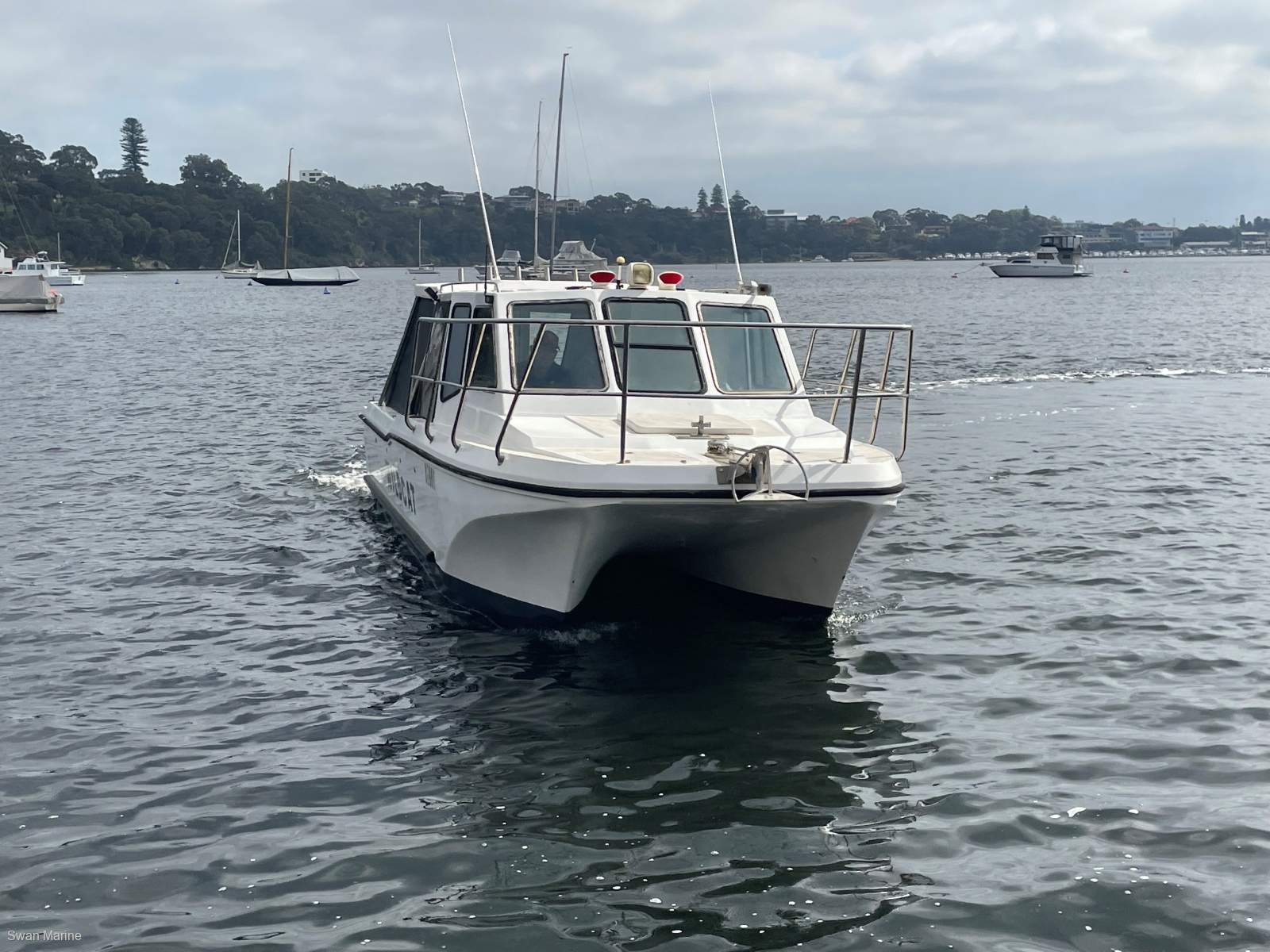Cougar Cat 26