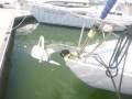 Clansman 30 Fairlite