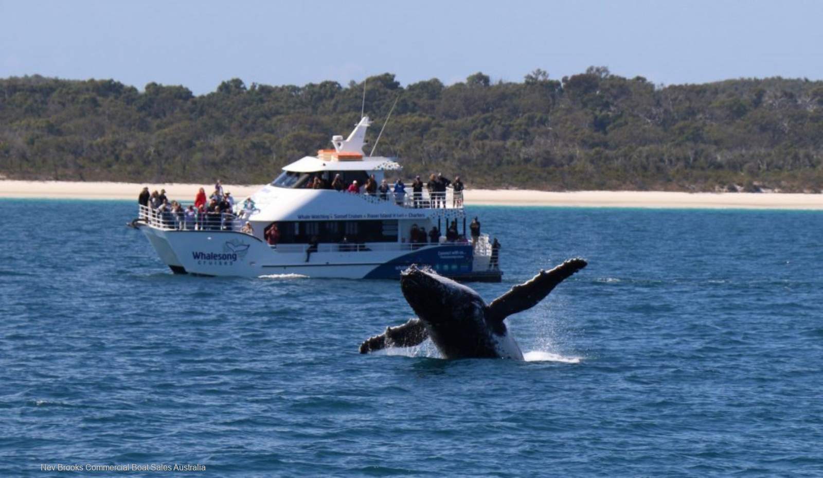 Whale Watching Business