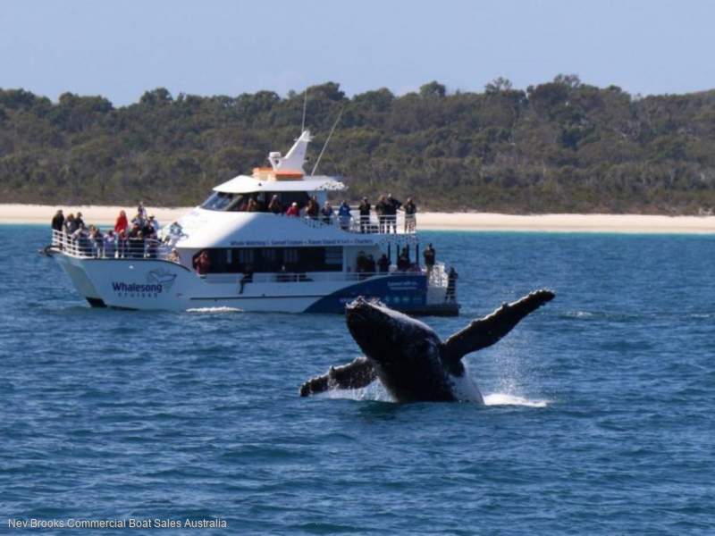 Whale Watching Business