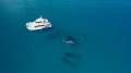Whale Watching Business