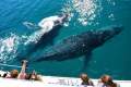 Whale Watching Business