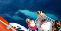 Whale Watching Business