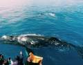 Whale Watching Business