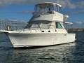Bertram Caribbean 35