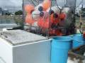 Geros Surface Longliner 18M Custom