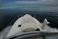 Riviera 43 Open Flybridge - Three cabin model with extended rear deck