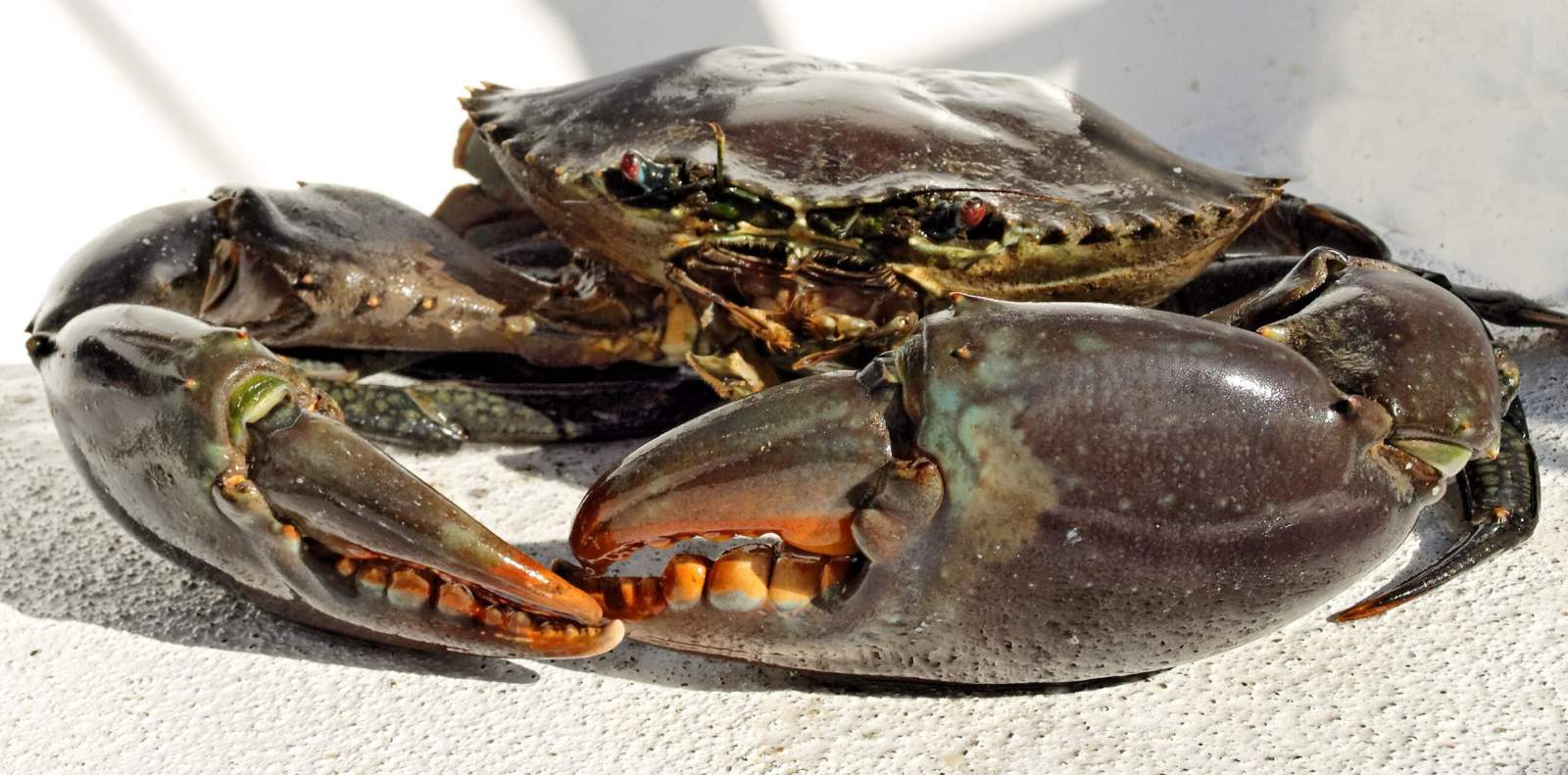 LS703 QLD Crab Licence Package