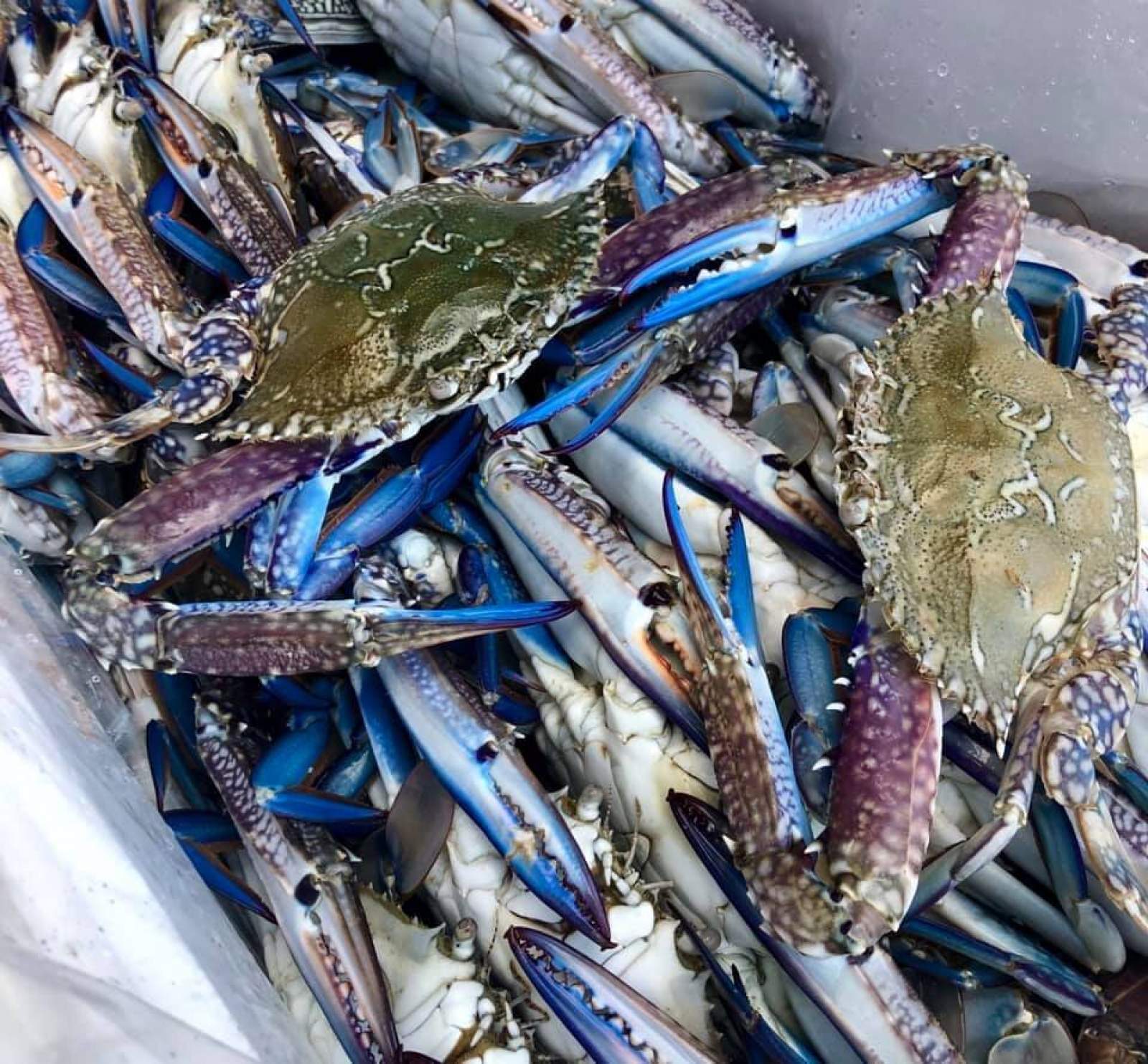 LS703 QLD Crab Licence Package