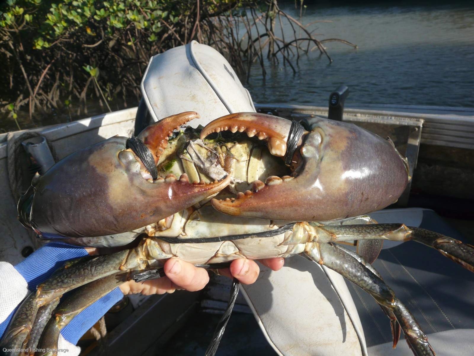 LS704 QLD Crab Licence