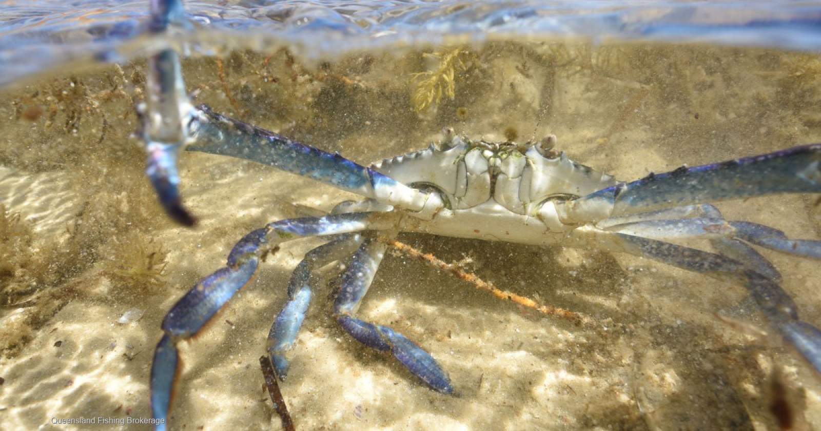 LS704 QLD Crab Licence