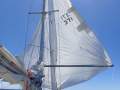 Brolga 33
