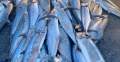 Commercial Fishing Vessel & Mackerel Quota Package