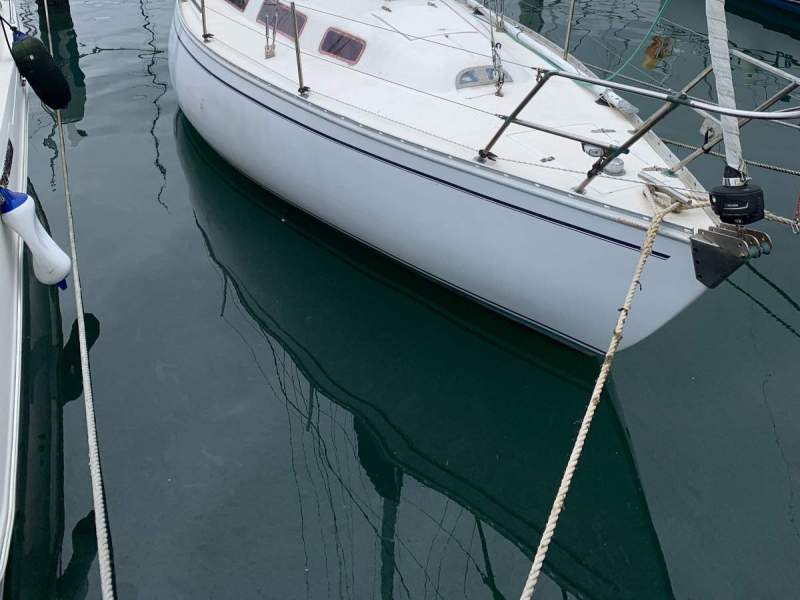 Doven 30