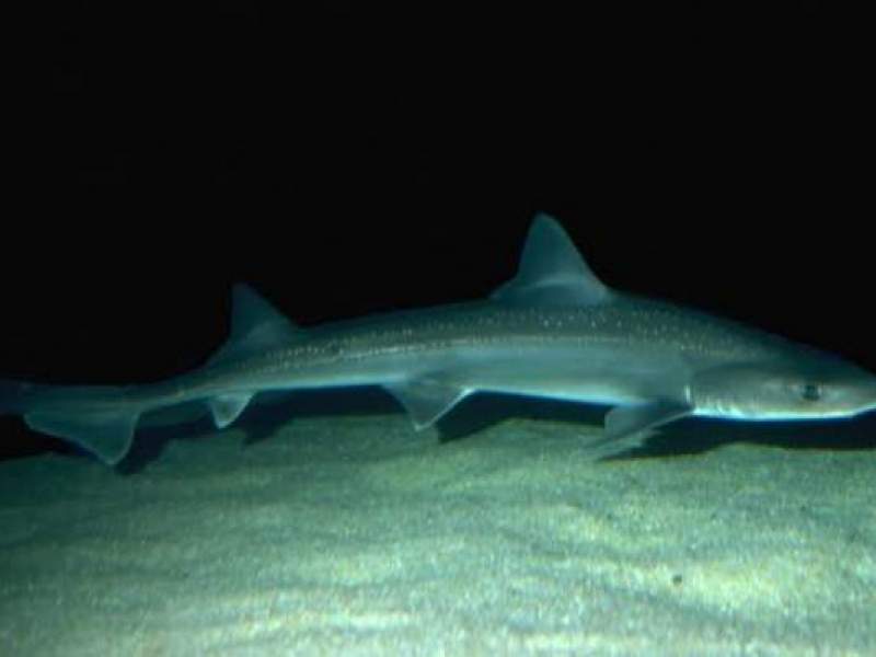 SA coastal waters hook shark permit