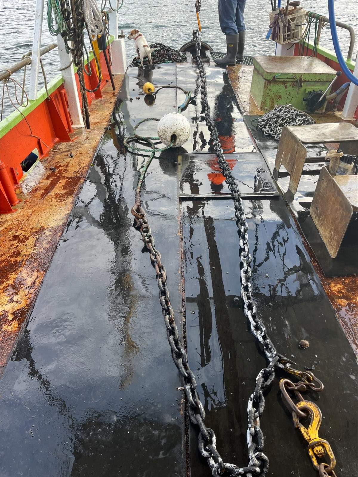 Mooring for sale - Copper Alley Bay - near Cygnet, Tas.:Jack Russell is not part of the deal!!