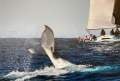 Jim Young 1985 37" Sloop Racing Yacht